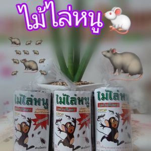 สมุนไพรไล่หนู และแมลงสาบ ไม้ไล่หนู % ใช้งานง่าย ผลิตจากธรรมชาติ ปลอดสารเคมี สินค้าจัดส่งไว