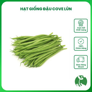 Hạt giống Đậu Cove bụi lùn - Gói 20gr - Tỉ lệ nảy mầm >90% - Trồng quanh năm