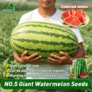 [Selected Seeds 40pcs] 100% Original Giant Watermelon Seeds Super Sweet Watermelon Seeds for Planting Fruit Trees Pakwan Seeds Giant Water Melon Seeds Fruit Bearing Tree Seeds Bonsai Fruit Seeds for Gardening Potted Watermelon Seedlings Buto Ng Bulaklak