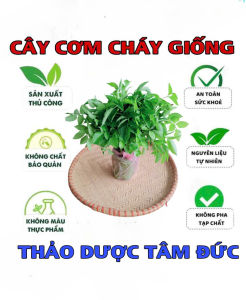 combo 5 cây cơm cháy giống về trồng