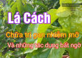 Cây lá cách - Rau lá cách - Cây vọng cách - Rau vọng cách (bầu ươm 30-50cm). 