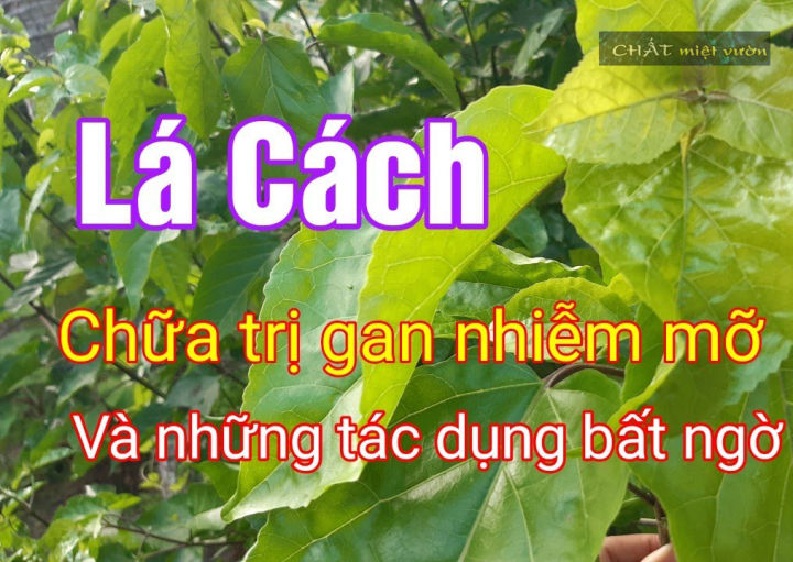 C%C3%A2y%20l%C3%A1%20c%C3%A1ch%20-%20Rau%20l%C3%A1%20c%C3%A1ch%20-%20C%C3%A2y%20v%E1%BB%8Dng%20c%C3%A1ch%20-%20Rau%20v%E1%BB%8Dng%20c%C3%A1ch%20(b%E1%BA%A7u%20%C6%B0%C6%A1m%2030-50cm)%20-%20Image%202