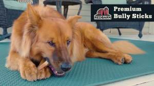 กระดูกสุนัข Redbarn แบบเต็ม ขนมที่มีอายุการใช้งานยาวนานจากธรรมชาติ เหมาะสำหรับสุนัขที่ชอบกัดแทะขนาดใหญ่ (6") - 5 กระดูก (เนยถั่ว)