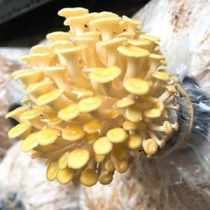 Phôi nấm Hoàng Kim ( Kiện 06 bịch)