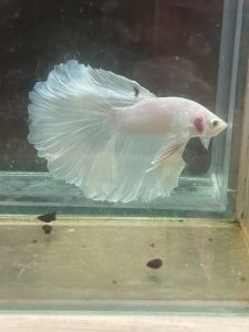 ปลากัด ฮาฟมูน สีขาวแพลทตินั่ม ตัวผู้ อายุ 4เดือน