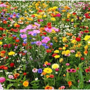 Hạt Giống Hoa Tươi Sống Đa Dạng 15 Loại - Nở Mùa 4 - Dễ Trồng Nảy Mầm 98% - Gói 10gr