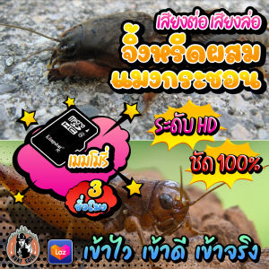 เสียงต่อ/เสียงล่อ แมงกระชอน+จิ้งหรีด ร้องพร้อมกัน2เสียง ใส่เมมโมรี่ เสียงชัด เสียงใส ไม่มีโฆษณาแทรก ดังยาวต่อเนื่อง พร้อมส่ง! มีเก็บเงินปลายทาง!