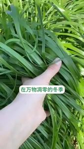 黑麦草种子高丹草玉米草高产耐寒耐旱牧草种籽畜牧养殖喂鸡牛羊鱼