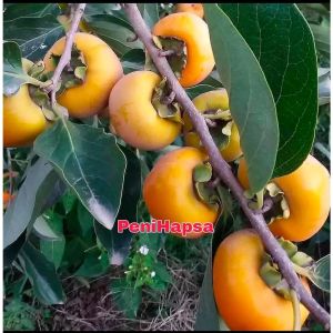 Bibit Buah Kesemek Manis Hasil Cangkok Cepat Berbuah