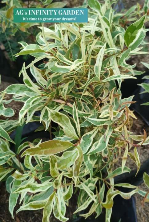 Variegated Eugenia Plant ( Live Plant ) with FREE plastic pot, garden ...