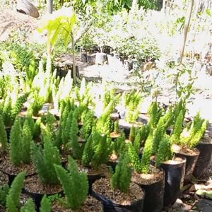 Bibit Bunga Ekor Tupai: Ekspresikan Kreativitas dengan Ekor Tupai Asli