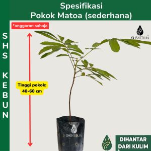 Pokok buah matoa Pometia Pinnata Longan Brazil Buah Manis Pokok buah-buahan SHS Kebun