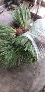 Cỏ giống Vetiver lá mềm combo 350 tép