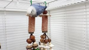 Gigicloud Vẹt Treo Đồ chơi nhai lõi bắp quả bóng Cầu Mây MOL xử lý đồ chơi phụ kiện lồng chim để giảm bớt sự nhàm chán