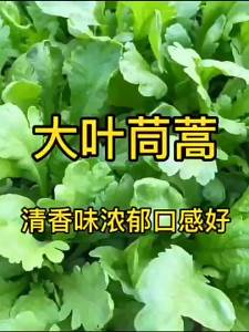 Large-leaf chrysanthemum small-leaf chrysanthemum chrysanthemum vegetable four-season vegetable