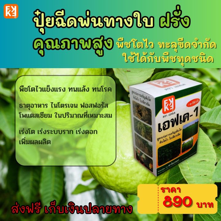 %E0%B8%9D%E0%B8%A3%E0%B8%B1%E0%B9%88%E0%B8%87%20%E0%B9%82%E0%B8%95%E0%B9%84%E0%B8%A7%20%E0%B9%83%E0%B8%9A%E0%B9%80%E0%B8%82%E0%B8%B5%E0%B8%A2%E0%B8%A7%20%E0%B8%9C%E0%B8%A5%E0%B9%83%E0%B8%AB%E0%B8%8D%E0%B9%88%20%E0%B8%9C%E0%B8%A5%E0%B8%9C%E0%B8%A5%E0%B8%B4%E0%B8%95%E0%B8%94%E0%B8%B5%20%E0%B8%89%E0%B8%B5%E0%B8%94%E0%B8%9E%E0%B9%88%E0%B8%99%E0%B8%9B%E0%B8%B8%E0%B9%8B%E0%B8%A2%20FK-1%20%E0%B8%95%E0%B9%89%E0%B8%99%E0%B8%97%E0%B8%B8%E0%B8%99%E0%B8%95%E0%B9%88%E0%B8%AD%E0%B9%84%E0%B8%A3%E0%B9%88%E0%B8%96%E0%B8%B9%E0%B8%81%E0%B8%81%E0%B8%A7%E0%B9%88%E0%B8%B2%E0%B8%9B%E0%B8%B8%E0%B9%8B%E0%B8%A2%E0%B9%80%E0%B8%A1%E0%B9%87%E0%B8%94%204%E0%B9%80%E0%B8%97%E0%B9%88%E0%B8%B2%20%E0%B9%80%E0%B8%9E%E0%B8%B4%E0%B9%88%E0%B8%A1%E0%B8%9C%E0%B8%A5%E0%B8%9C%E0%B8%A5%E0%B8%B4%E0%B8%95%E0%B8%AA%E0%B8%B9%E0%B8%87%E0%B8%AA%E0%B8%B8%E0%B8%94%2020%E0%B9%80%E0%B8%9B%E0%B8%AD%E0%B8%A3%E0%B9%8C%E0%B9%80%E0%B8%8B%E0%B9%87%E0%B8%99%E0%B8%95%E0%B9%8C%20-%20Image%204