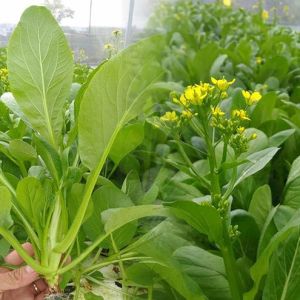 Hạt giống cải ngồng cao sản - gói 20gram Tỷ lệ nảy mầm >90% Xuất xứ Việt Nam