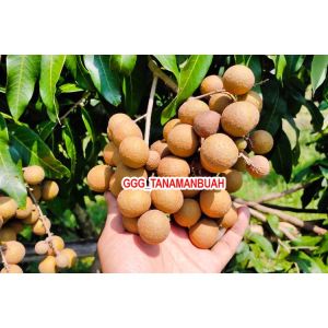 Bibit Kelengkeng Pingpong Okulasi Super Unggul