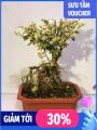 Cây bạch tuyết mai bonsai để bàn. 