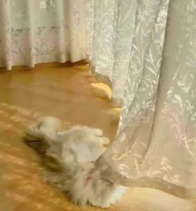 AnneyOneDecor Luxury French Voile Curtain Romantic White/Cream Sheer Curtain Dreamy Sunlight Effects Light Filtering Voile Drapes for Living Room Balcony