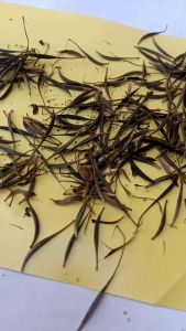 Benih Kenikir Sayur Unggul perpack