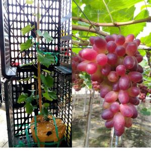 Cây nho giống trưởng thành cao 80cm - 1 mét rút ngắn thờ gian cho trái