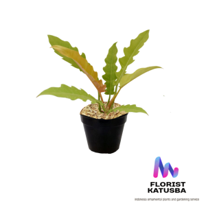 tanaman hias philodendron green Saw golden