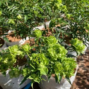 กุหลาบเขียวสวยเก๋ ดอกดกเลี้ยงง่ายบานทน ถุงละ 250 บาท ส่งยกต้นพร้อมดอก