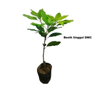 Bibit Mangga Manalagi Super Hasil Okulasi