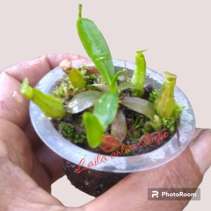 Tanaman hias tanaman carnifora 10pcs