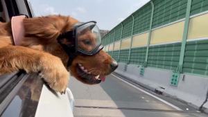 NAMSAN Clear Dog Goggles for Large Dogs Wide Eyecup & Soft Frame Anti-UV Sunglasses for Dogs Medium to Large Breed Driving Dog Eye Protection Windproof Dustproof Adjustable Black Frame