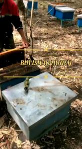 Madu Murni Asli 100% 150 gram Asli Peternak Madu / Raw Honey Premium Madu Hutan Sumatera tanpa proses