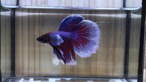 Betta Combo S+/ M RANDOM PICK* 3