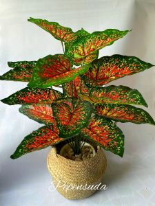 🔥ถูกสุดๆ ราคาพิเศษ🔥 พร้อมส่งยกเซ็ต สูง 70 cmต้นไม้มงคล ต้นไม้ปลอมตกแต่งบ้าน+ตะกร้าหวาย/สานครบชุด