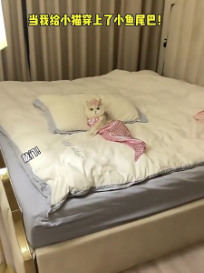 Cô Gái Con Chó Nàng Tiên Cá váy đáng yêu Nàng Tiên Cá trang phục váy đi biển cho vui đuôi cá đạo cụ trang phục