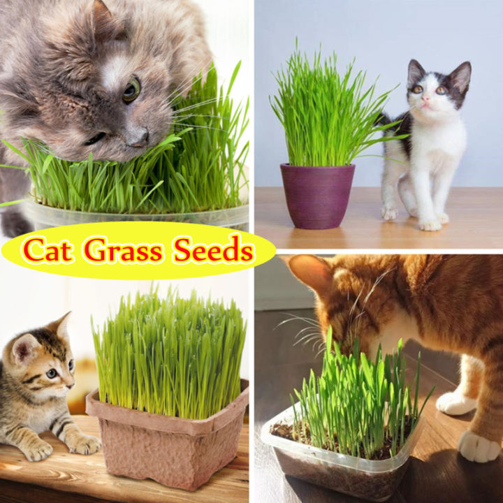 [High Germination] 100 Natural Cat Grass Seeds for Planting (50 Seeds