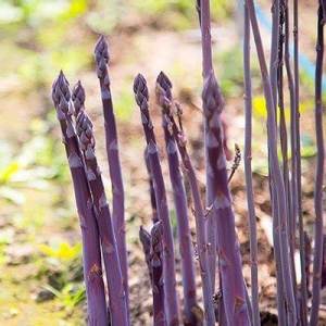 Hạt giống Măng Tây Tím( gói 20 hạt)  - Cây Trồng Ưa Khí Hậu Mát Ưa Ánh Sáng Mặt Trời