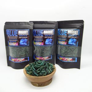 Blue Maggot Fishlover