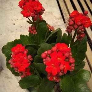 Tanaman Hias Kalanchoe CALANDIVA COCOR BEBEK BEBAS PILIH