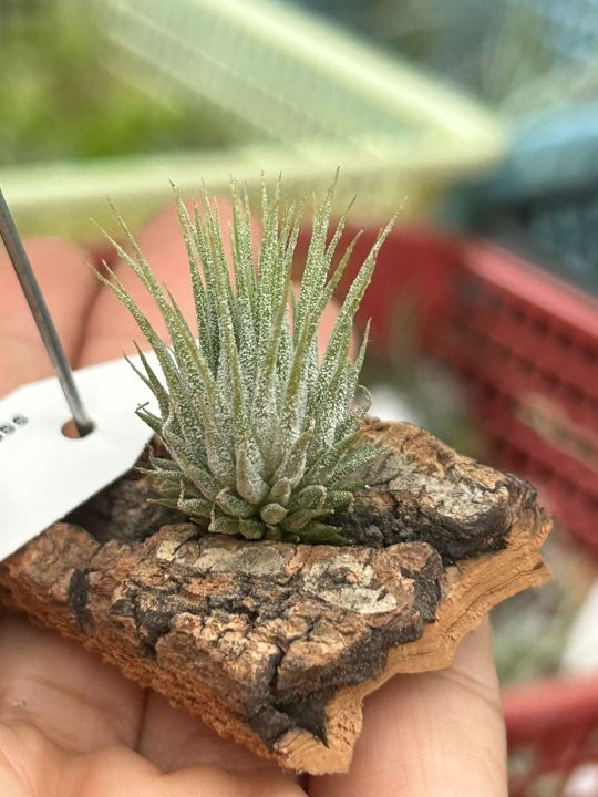 Airplants] T. Ionantha Haselnuss on corkbark hanger