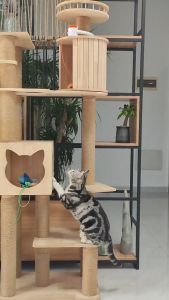 Automatic Interactive Cat Cat Enrichment Stimulation Toys for Bored Cats USB Rechargeable Hanging mouse interactive toy