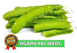 SULIT PACK! SIGARILYAS SEEDS (5pcs seeds) HIGH YIELD/EASY TO GROW/(Winged Beans)