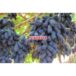 Bibit Anggur Import Moondrop Asli Grafting Siap Berbuah