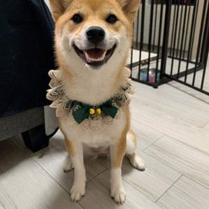 Vòng Cổ Yếm Ren Kèm Chuông Dễ Thương Cho Thú Cưng Chó Mèo - Thú Cưng Của Tui