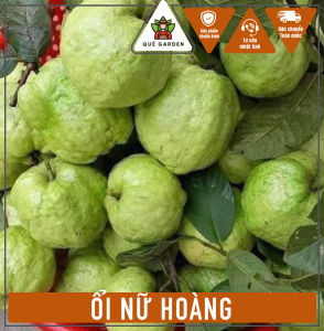 Cây Ổi Nữ Hoàng - Tổng thể tầm 40-50 cm - Thích hợp trồng chậu mau cho quả!