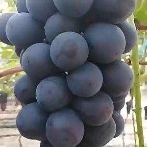 Grape Seeds- Easy to Grow Grape Seeds for Planting High Yield Suitable for novice growers Green Grape Seeds Fruit Seeds for year-round balcony potted plants and small courtyard fruit cultivation