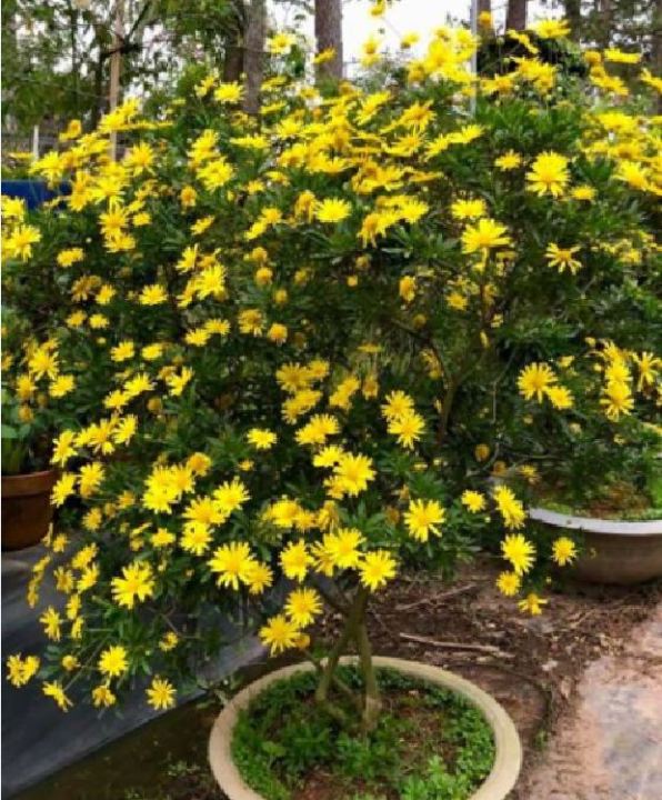 "G%C3%B3i%2050%20H%E1%BA%A1t%20"%20H%E1%BA%A1t%20gi%E1%BB%91ng%20hoa%20c%C3%BAc%20th%C3%A2n%20g%E1%BB%97%20-%20c%C3%BAc%20tr%C6%B0%E1%BB%9Dng%20th%E1%BB%8D%20-%20Image%203