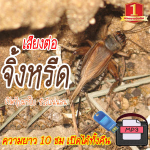 No.1 Shop เสียงต่อจิ้งหรีด เสียงล่อจิ้งหรีด แฟลชไดร์ฟ USB ความยาว 10 ชม. เปิดถึงเช้า เสียงจิ้งหรีด เสียงดังฟังชัด เสียงดังฟังชัด100%