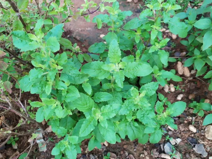 เมล็ดพันธุ์กะเพราป่า กลิ่นหอมฉุน เผ็ดร้อน