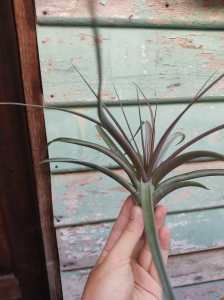Tillandsia Jackie Loinaz (Concolor x Capitata Rubra) / Air plant / 空气凤梨- 空可乐 x 卡比塔塔全红